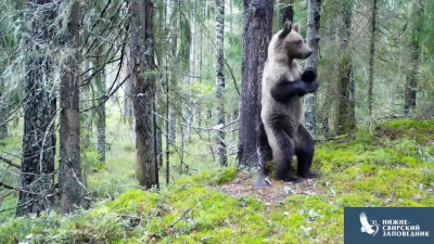 Танцующий медведь попал в фотоловушку Нижне-Свирского заповедника