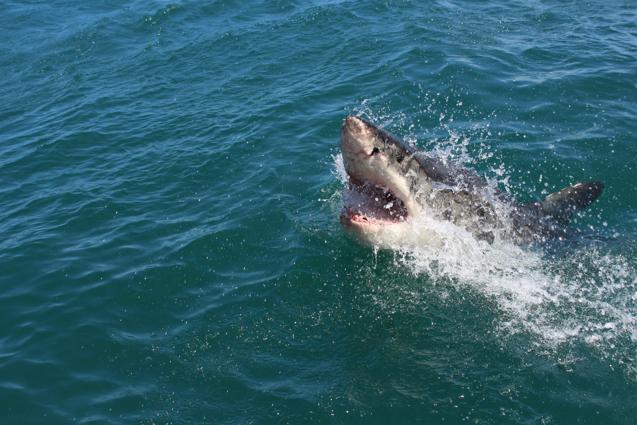 Нападение черное море. Катран акула черного моря. Акула Катран в черном море нападение. Черноморская акула Катран фото. Нападение акулы в Хургаде 2023.