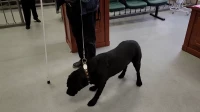 В Петербурге процесс о собаке-поводыре закончился победой владельца пса