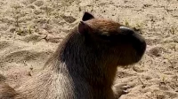 Семейство капибар из Ленинградского зоопарка перевели в летний открытый вольер