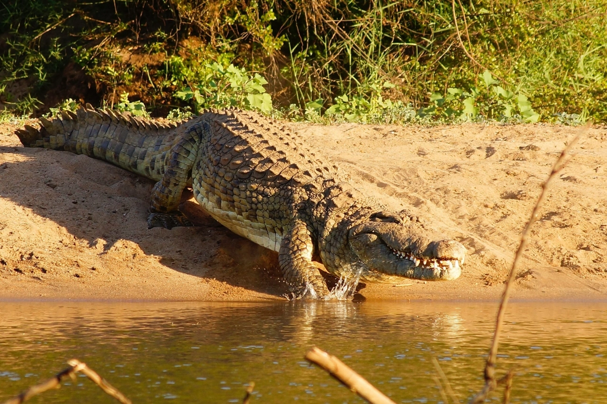 Тайна раскрыта: стало известно, почему порыжели непальские крокодилы - tvspb.ru