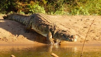Тайна раскрыта: стало известно, почему порыжели непальские крокодилы