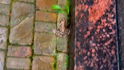 Мяукающую лягушку сняли на видео в Сестрорецке