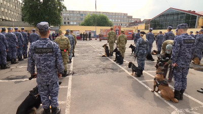 Кинологов и служебных собак из СЗФО наградили за подвиги в ходе спецоперации