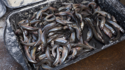 Петербургские рыбаки объяснили рост цен на корюшку и почему по четвергам она дороже