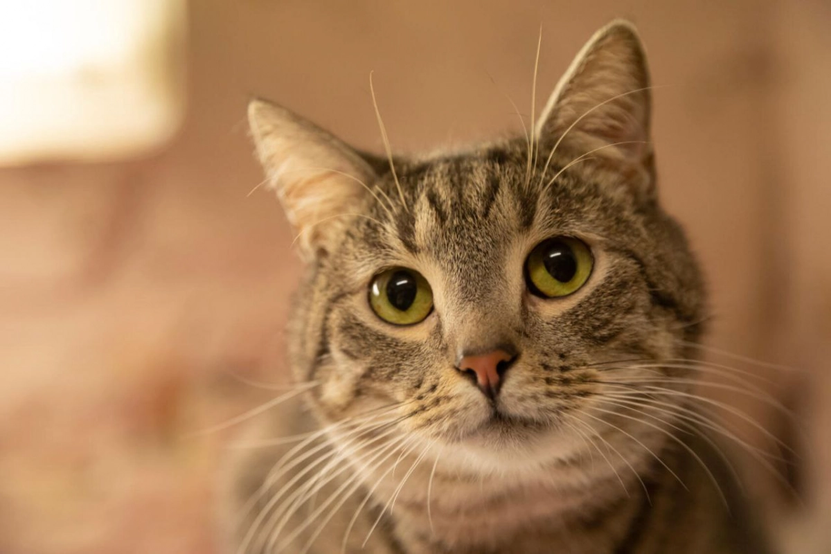 Как защитить кота от перегрева: признаки и приемы первой помощи - tvspb.ru