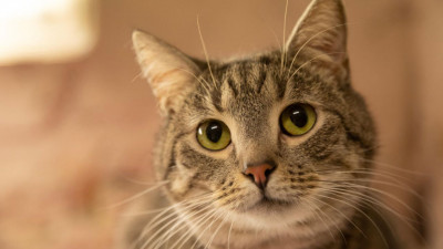 Коты Эрмитажа получат поддержку компании «Четыре лапы»