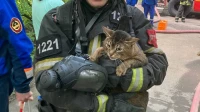 В Москве спасатели вынесли из горящей квартиры двух котов и хомяка
