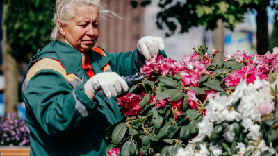 Этим летом Петербург украсят более 5,5 миллиона цветов