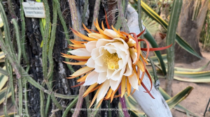 Царица ночи. Удивила второй раз за сезон