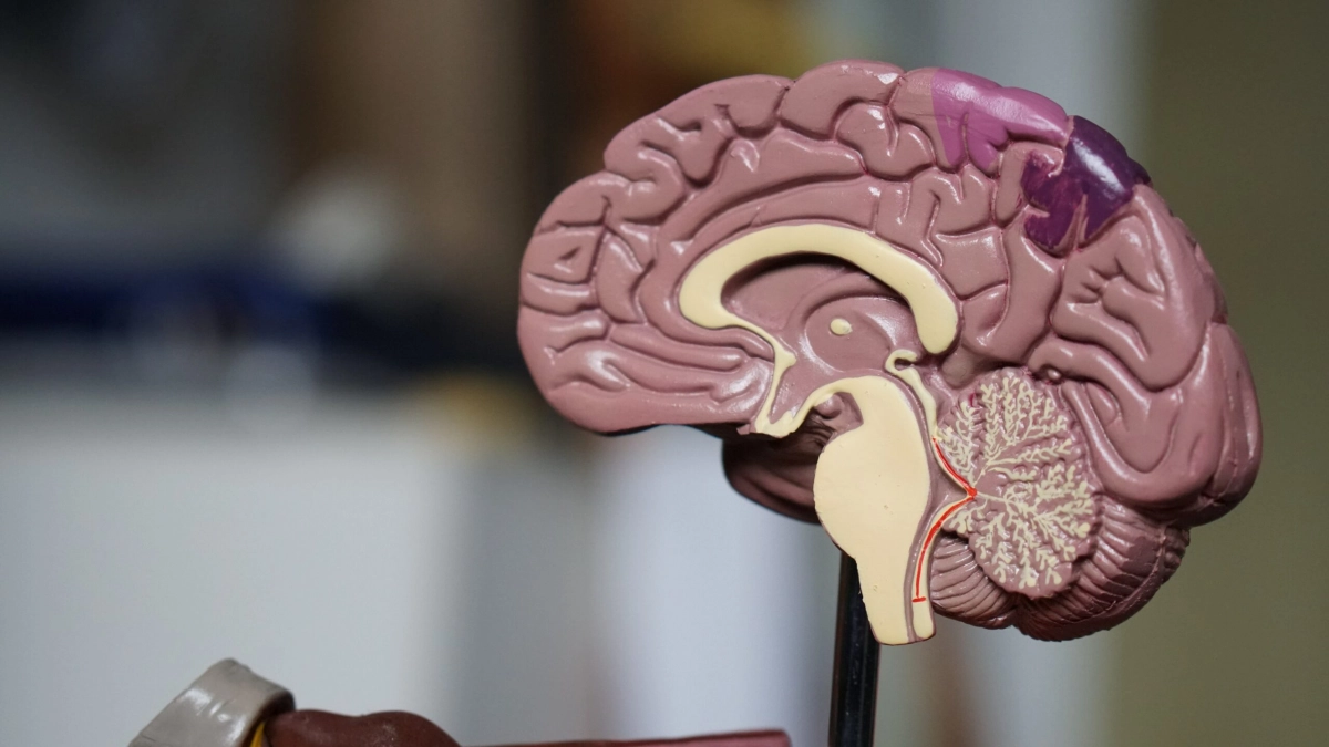 Ученые объяснили, как улучшить память и работу мозга - tvspb.ru