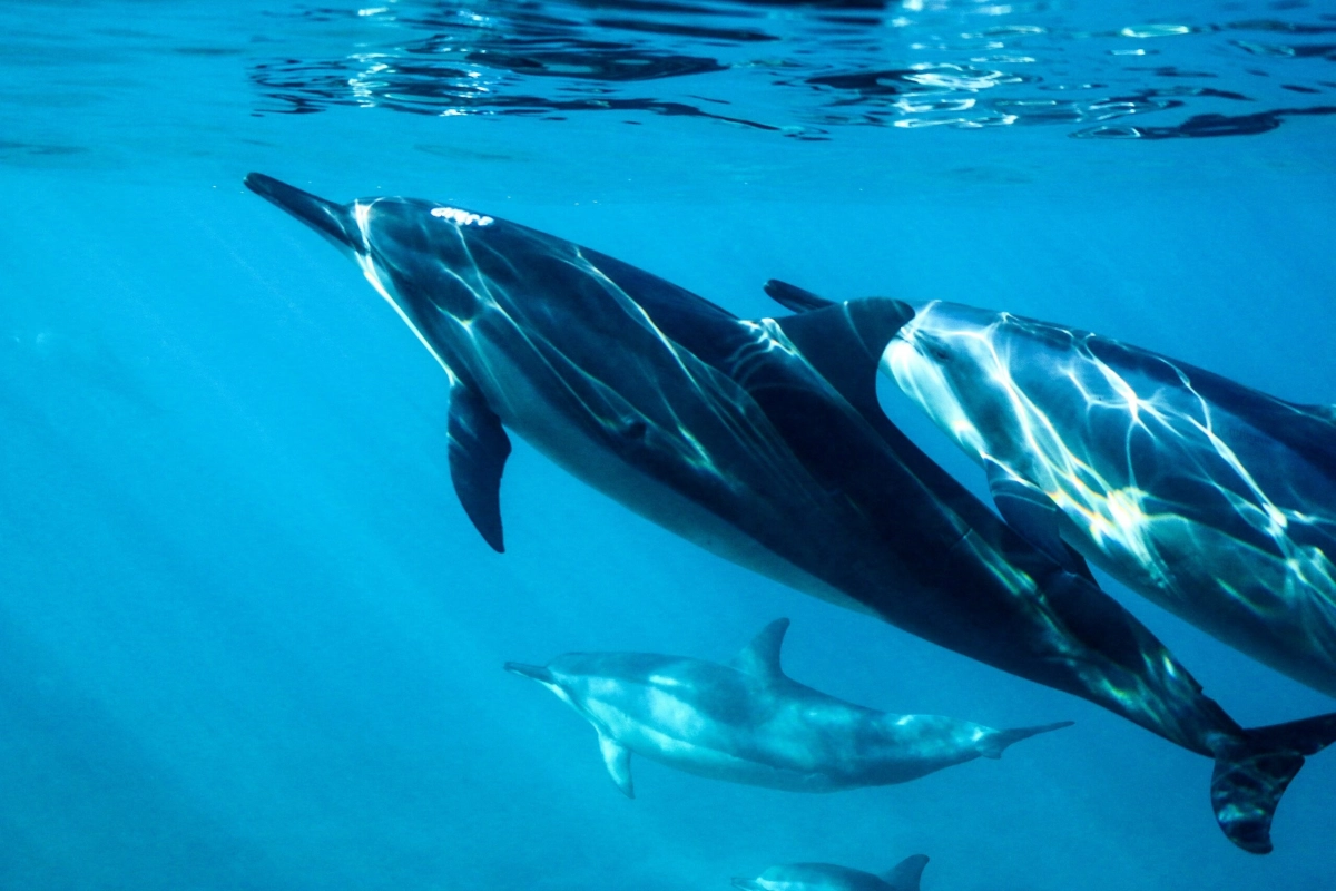 В России запретили вылавливать дельфинов для индустрии развлечений - tvspb.ru