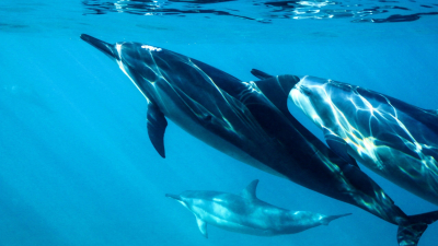 В России запретили вылавливать дельфинов для индустрии развлечений