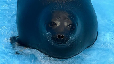 Водные экскурсии поставили под угрозу единственную залежку тюленей в Петербурге