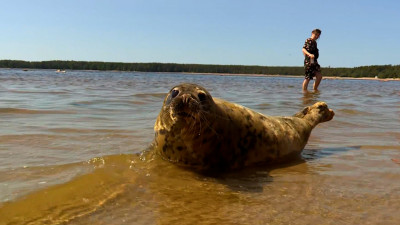 Торжественные проводы: трёх серых тюленей отправили в естественную среду обитания