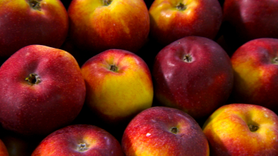 Гастроэнтеролог объяснила, как выжать из яблок максимум пользы без вреда для кишечника