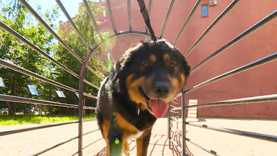 В Петроградском районе открыли площадку для выгула собак