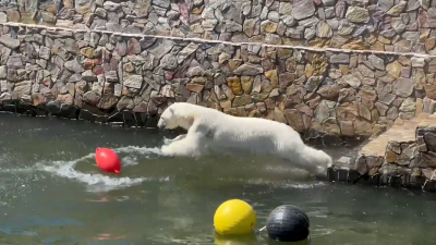 В Ленинградском зоопарке показали забавы медведицы Хаарчаны в бассейне