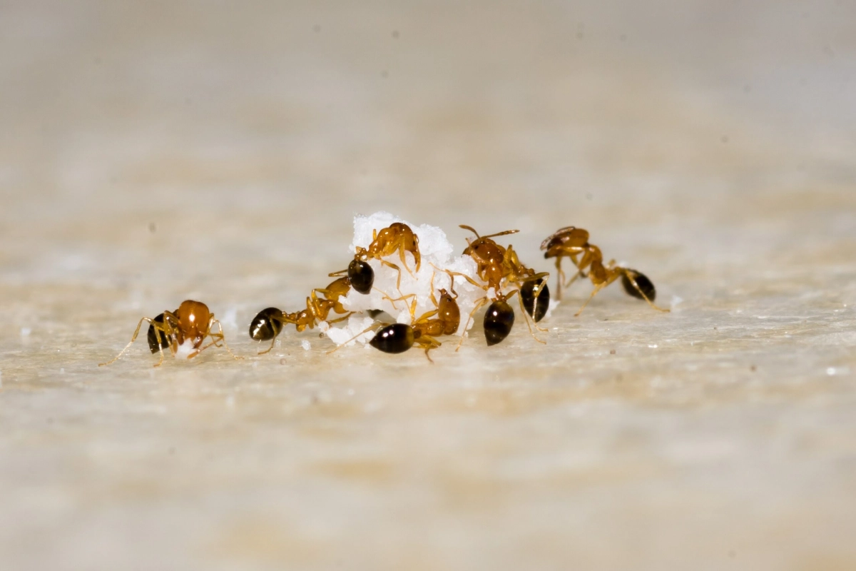 Ученые рассказали о неизвестном свойстве меда муравьев - tvspb.ru
