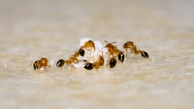 Как избавиться от муравьев на участке — бюджетный метод