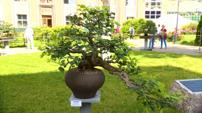 В Ботаническом саду показали бонсай из вяза и берёзы