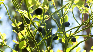 Если сможете съесть полведра: разбираемся с мифами и правдой о чудодейственных свойствах черники