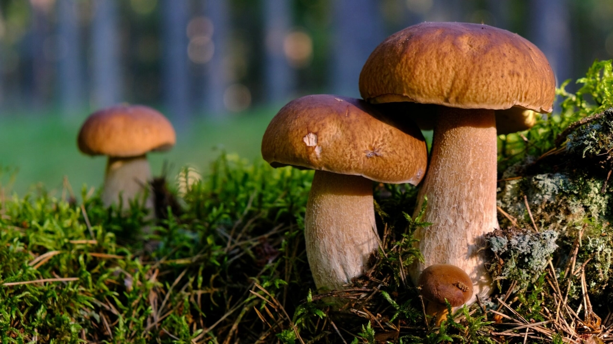Миколог рассказал, какие грибы можно собирать без опаски - tvspb.ru