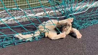 В Сертолово спасли застрявшего в футбольной сетке кота