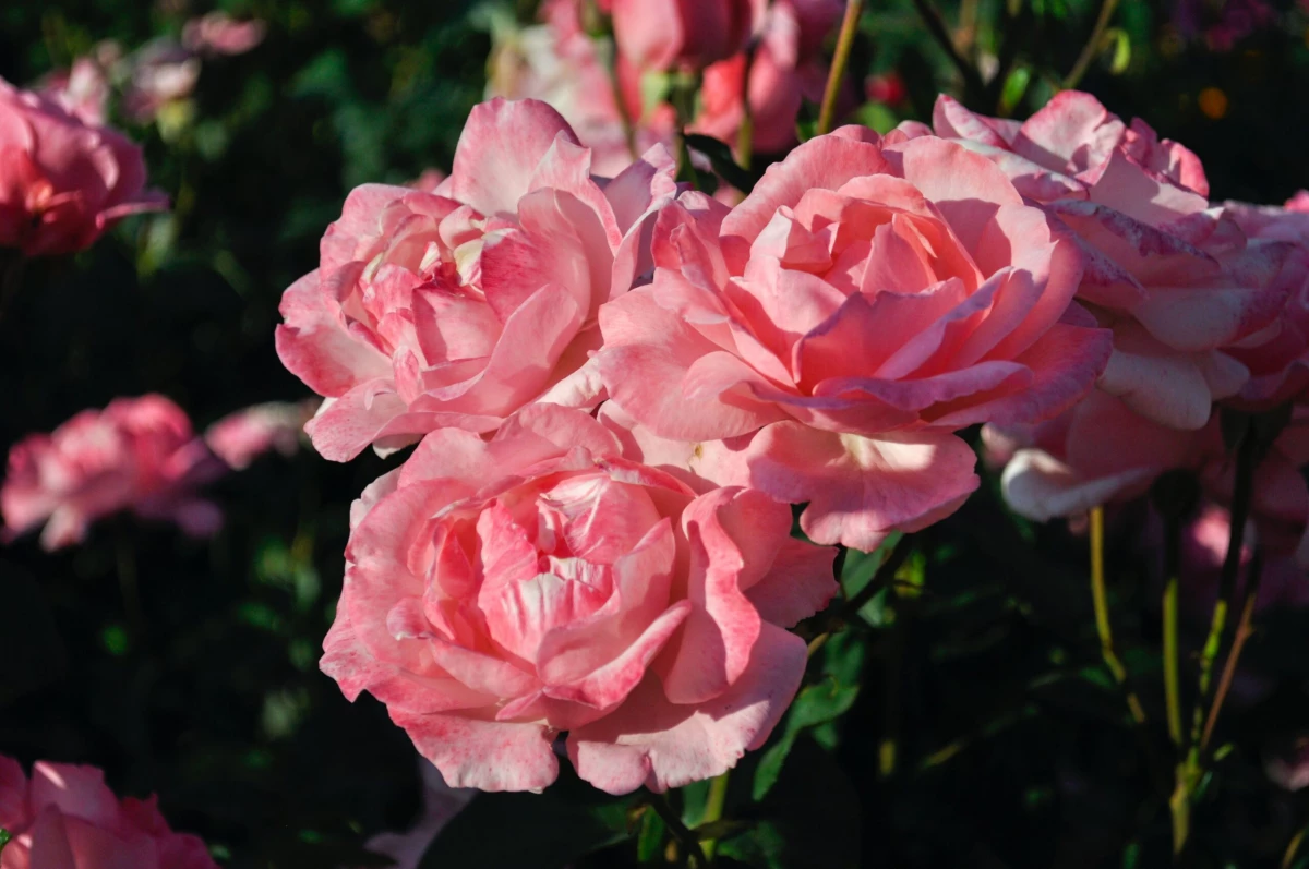 4 оттенка розового: какие розы станут идеальным подарком для девушки - tvspb.ru