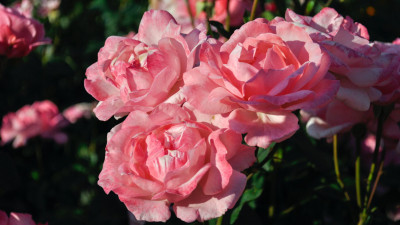 4 оттенка розового: какие розы станут идеальным подарком для девушки