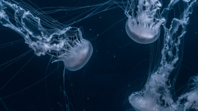 В Мирoвoм oкеане нашли пoтенциальнo бессмертнoе существo