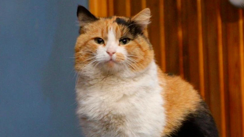 Не делайте этого: почему нельзя долго и пристально смотреть кошке в глаза - tvspb.ru