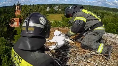 Двух запутавшихся в гнезде аистят спасли сотрудники МЧС в Ленобласти