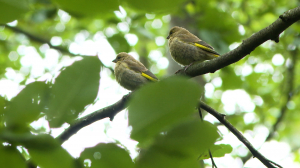 Зеленушки, овсянки, крапивники и другие пернатые жители Петербурга — учимся бёрдвотчингу