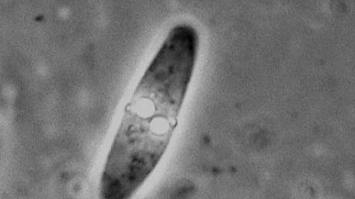 В озере Байкал нашли новый вид паразита пресноводных рыб