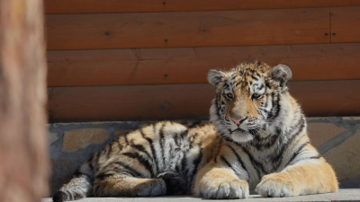 В Ленинградском зоопарке празднуют день рождения тигрёнка Зевса