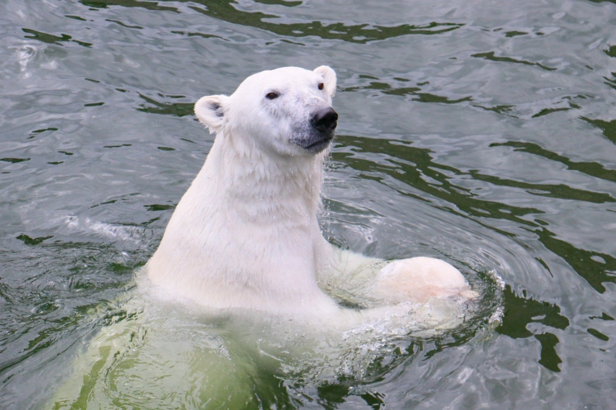 Белая медведица из Ленинградского зоопарка Хаарчаана 3 декабря отпразднует день рождения - tvspb.ru