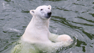 Белая медведица из Ленинградского зоопарка Хаарчаана 3 декабря отпразднует день рождения