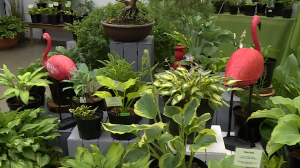 «400 оттенков зелёного». В Ботаническом саду главенствуют «королевы тени» — хосты