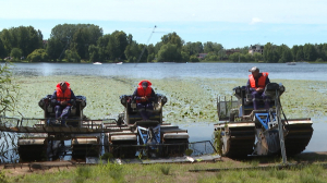 Сбор кувшинок: Суздальские озёра чистят от подводной растительности