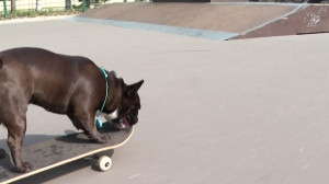 Барон на скейте — французский бульдог покоряет соцсети своим лихим владением доской