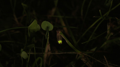 Люциферин окисляется: биолог рассказал, почему светлячки светятся