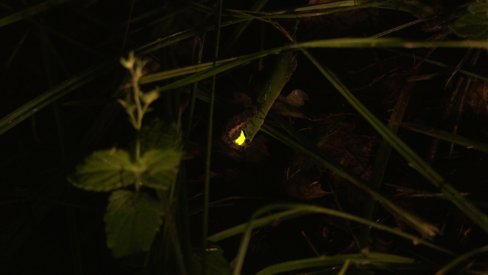 Светлячки в лесу. Светлячки ночью. Светлячок вблизи. Светлячки в Ленобласти. Кроме этих таинственных огоньков в полуверсте ничего