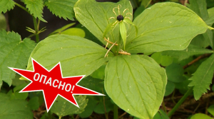 Природная аптека. Собираем лечебные травы