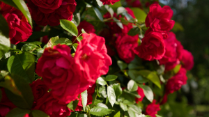 Экзотическая флора на берегах Невы. Ботаник и флорист Наталия Корякина превратила болото в настоящий райский уголок