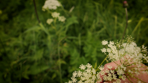 Флористические экскурсии. Луговое разнообразие Павловского музея-заповедника