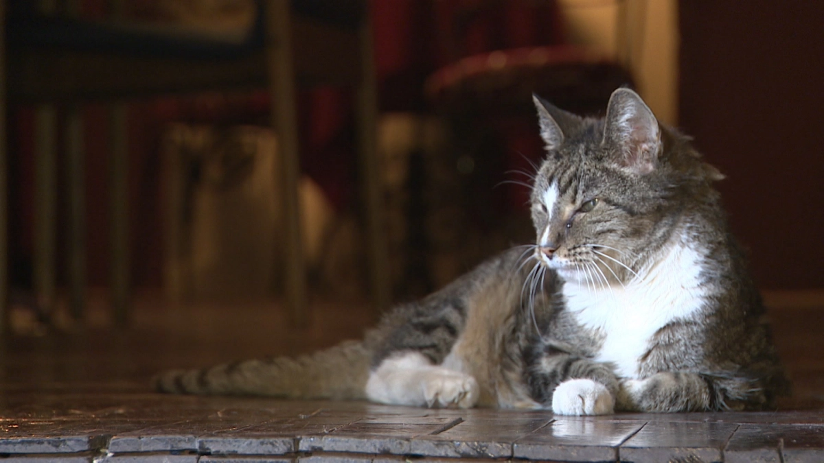 В Подмосковье кот заперся в квартире, когда хозяин уехал на дачу без него - tvspb.ru