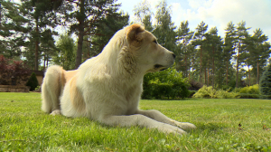 Среднеазиатские овчарки: как выбрать и воспитать добродушных великанов