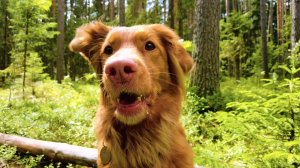 Заблудились в лесу? Не паникуйте! Соблюдайте правила безопасности и ждите, когда вас найдут четвероногие спасатели