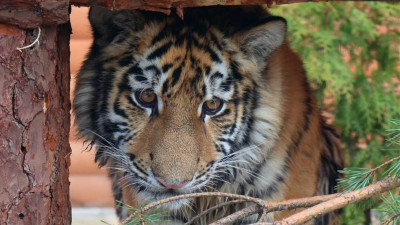 Ленинградский зоопарк приглашает петербуржцев на день рождения тигрёнка Зевса 22 июля